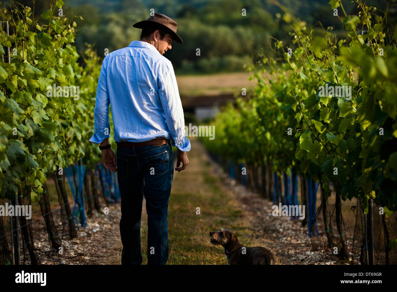 Mitte erwachsener Mensch und Hund Überwachung Wein- und Champagnerflaschen Reben, Cottonworth, Hampshire, UK Stockfoto