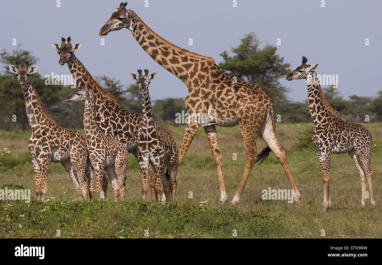 Eine kleine Gruppe von Masai-Giraffe im Serengeti Nationalpark, Tansania Stockfoto