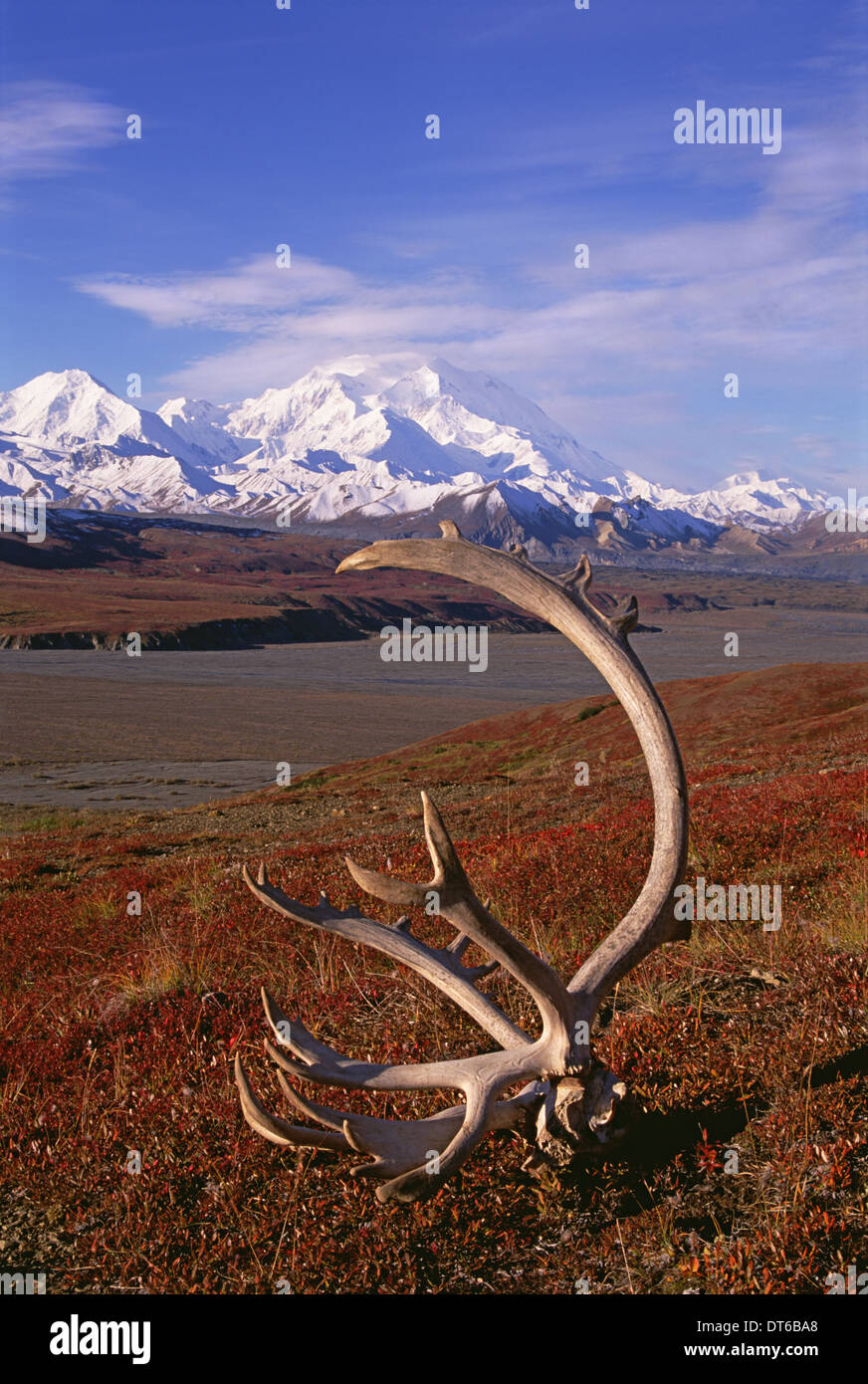 Tundra und Caribou Geweih im Denali-Nationalpark, Alaska im Herbst. Mount McKinley im Hintergrund. Stockfoto