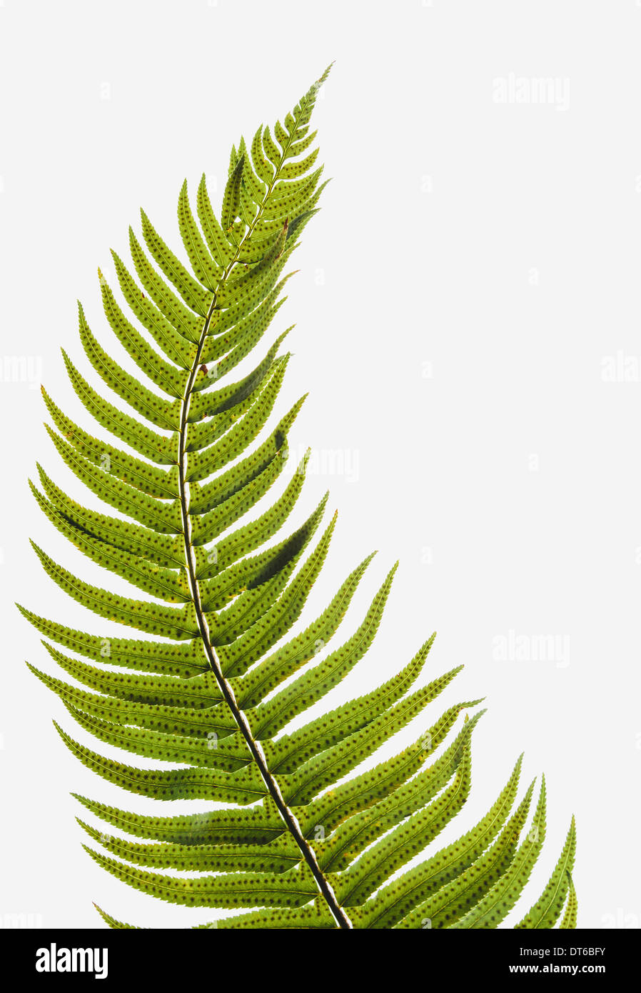 Westlichen Schwert Farn, gleichmäßig ein einzelnes Blatt mit Blättern auf den Stamm. Polystichum Munitum. Stockfoto
