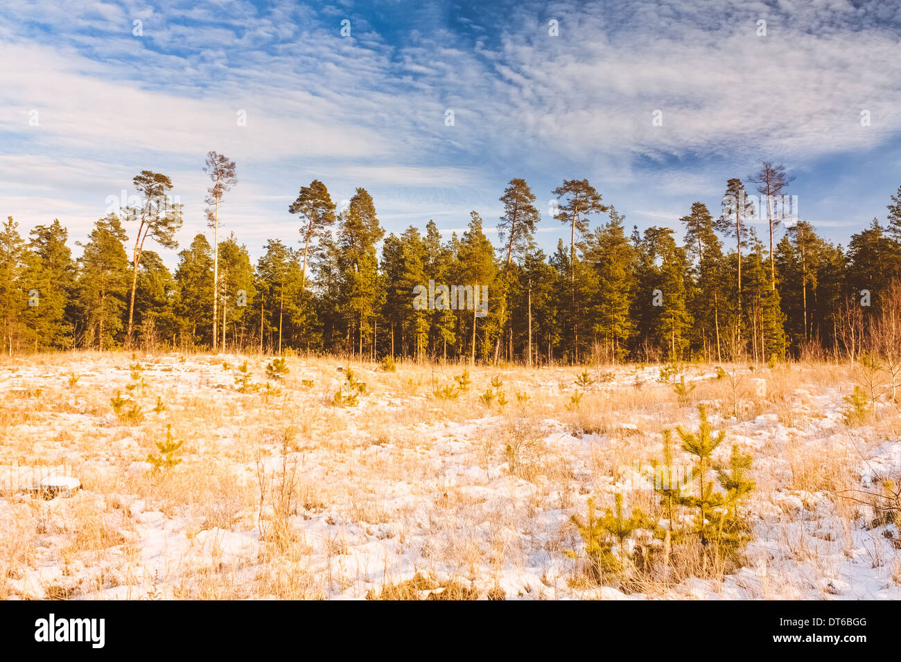 Erster Schnee bedeckt die gelbe Trockenrasen im Wald. Russische Natur. Stockfoto