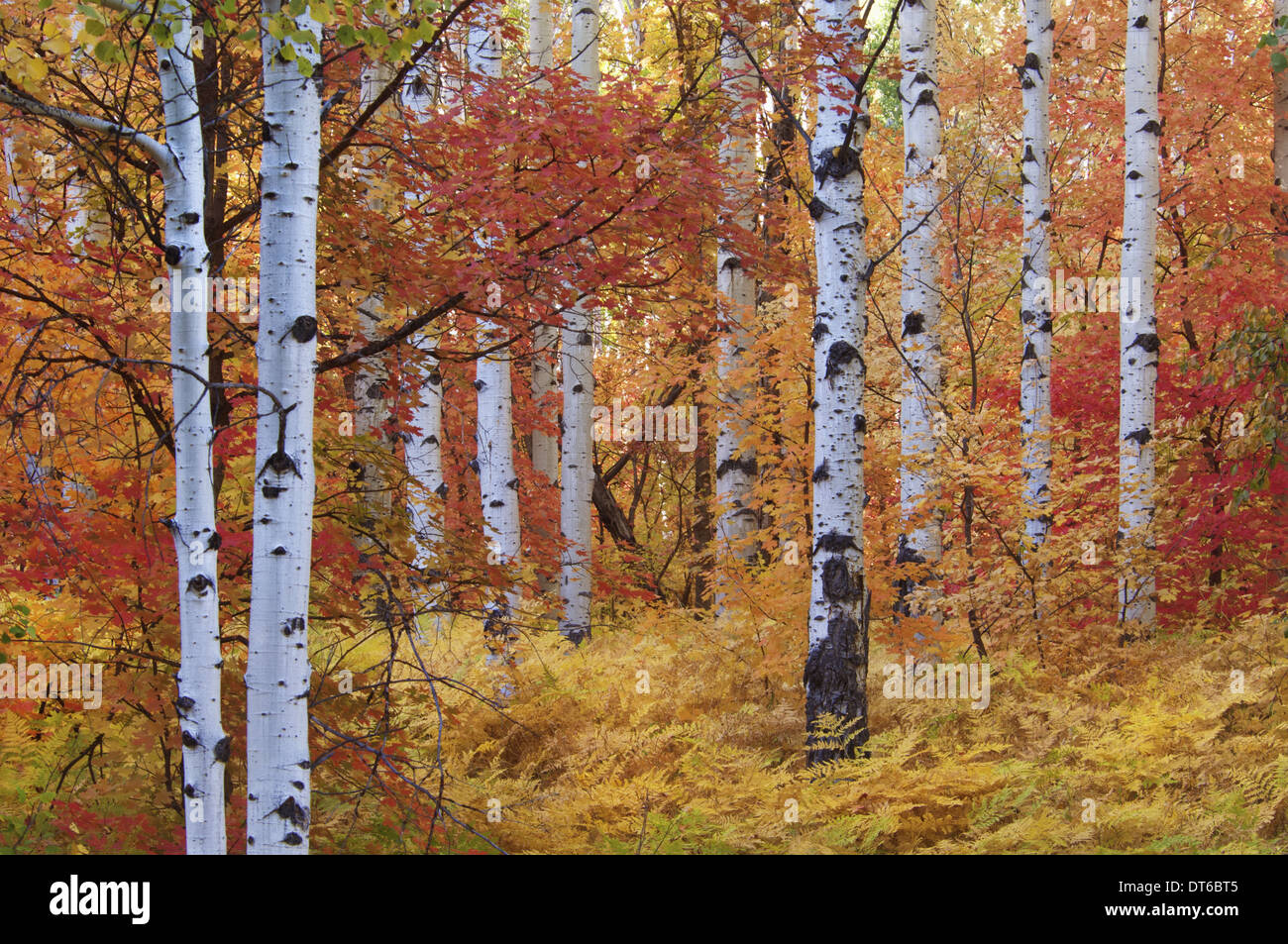 Wald von den Rocky Mountain Ahorn und Beben Aspen Baum in den Wasatch Mountains. Herbstsaison. Stockfoto