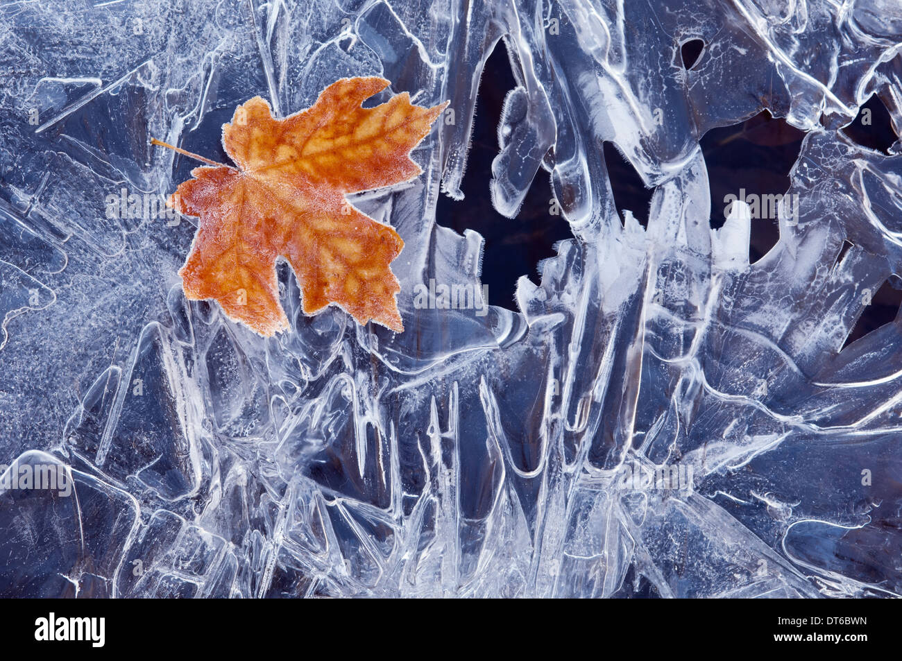 Eine braune Ahornblatt, eingefroren und gefrostet, liegend auf einer Eisscholle, mit gezackte Muster von Frost und Eiskristalle. Stockfoto