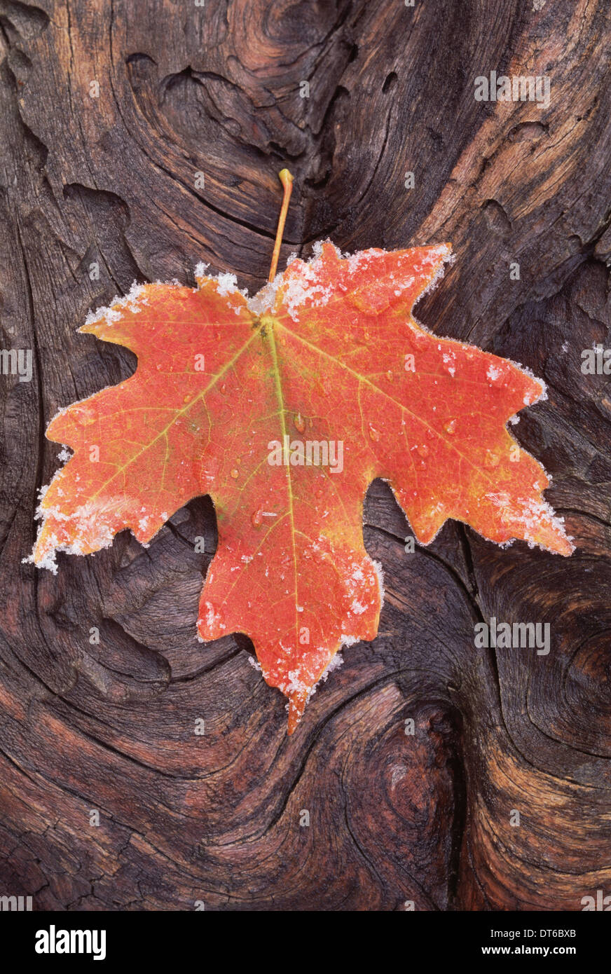 Eine mattierte rot braun Ahornblatt, Herbstlaub mit Eiskristallen an den Rändern. Knorrige Oberfläche des Holzes. Stockfoto