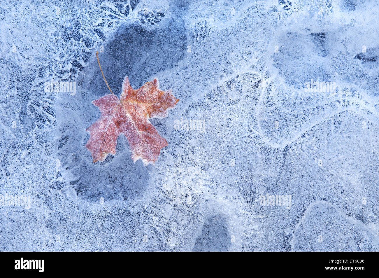 Eine rote herbstlichen Ahornblatt im Eis eingefroren. Stockfoto