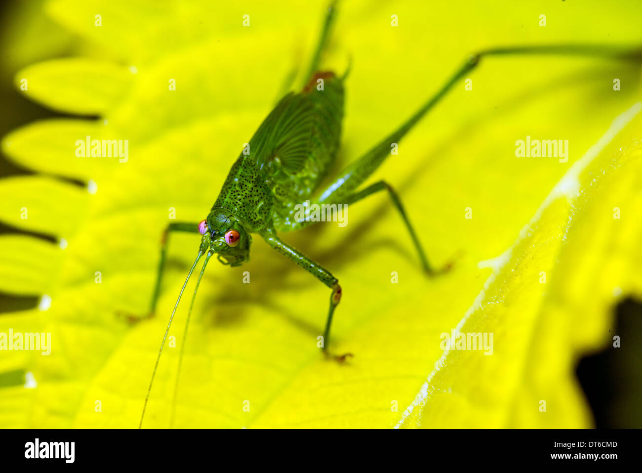 Insekten in der Familie Tettigoniidae sind gemeinhin Katydids oder Busch-Grillen Stockfoto