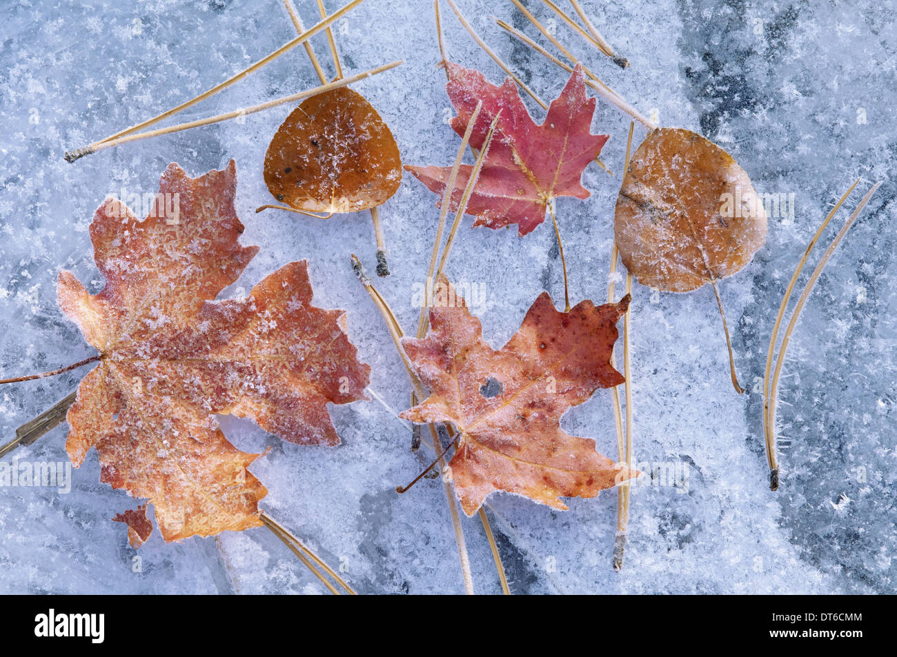 Ahorn und Espe Blätter im Herbst. Braunen und roten Blattfarbe. Auf eine mattierte Eisfläche angelegt. Stockfoto