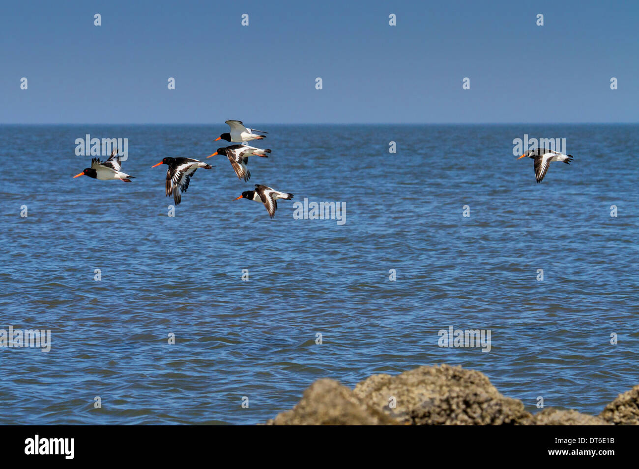Eurasischen Austernfischer / gemeinsame Pied Austernfischer (Haematopus Ostralegus) Herde fliegen über dem Wasser entlang der Nordseeküste Stockfoto