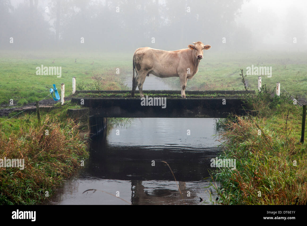 Neugierige Kuh auf der Brücke über den Graben auf Ackerland im polder Stockfoto