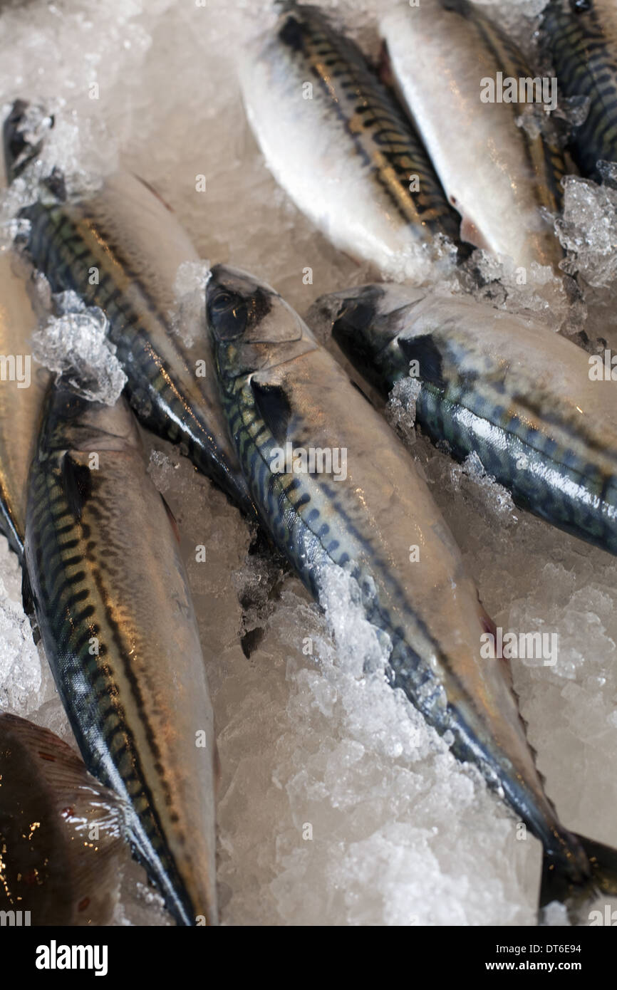 Frischen Fisch, den Fang des Tages, auf einem Bett aus Eis gelegt. Park City Markt. Utah. Stockfoto