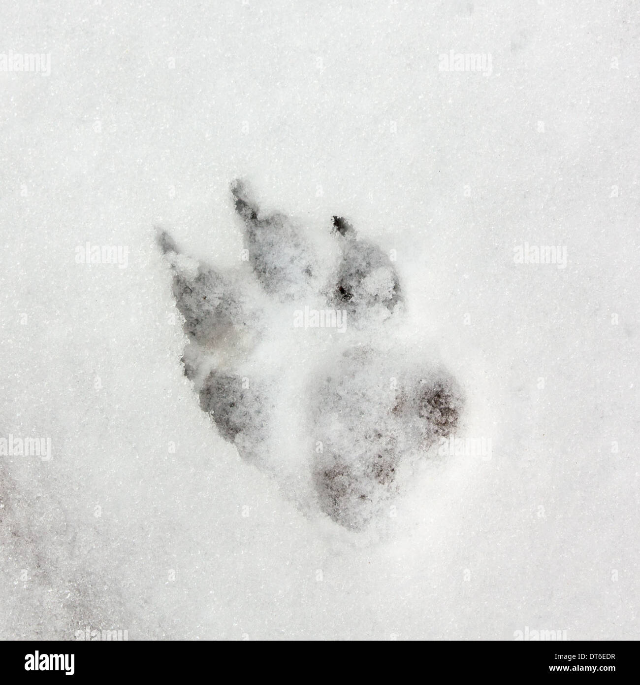 Dog Track, Fußabdruck auf dem Schnee Stockfoto