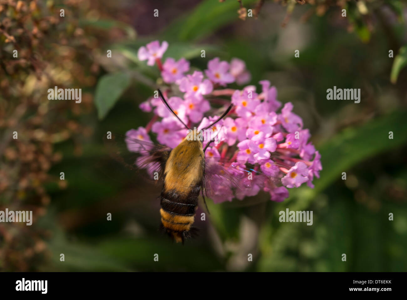 Hemaris ist eine Gattung der Sphinx Motten, bestehend aus ca. 17 einheimischen Arten nach distal, Hummingbird Motten Stockfoto