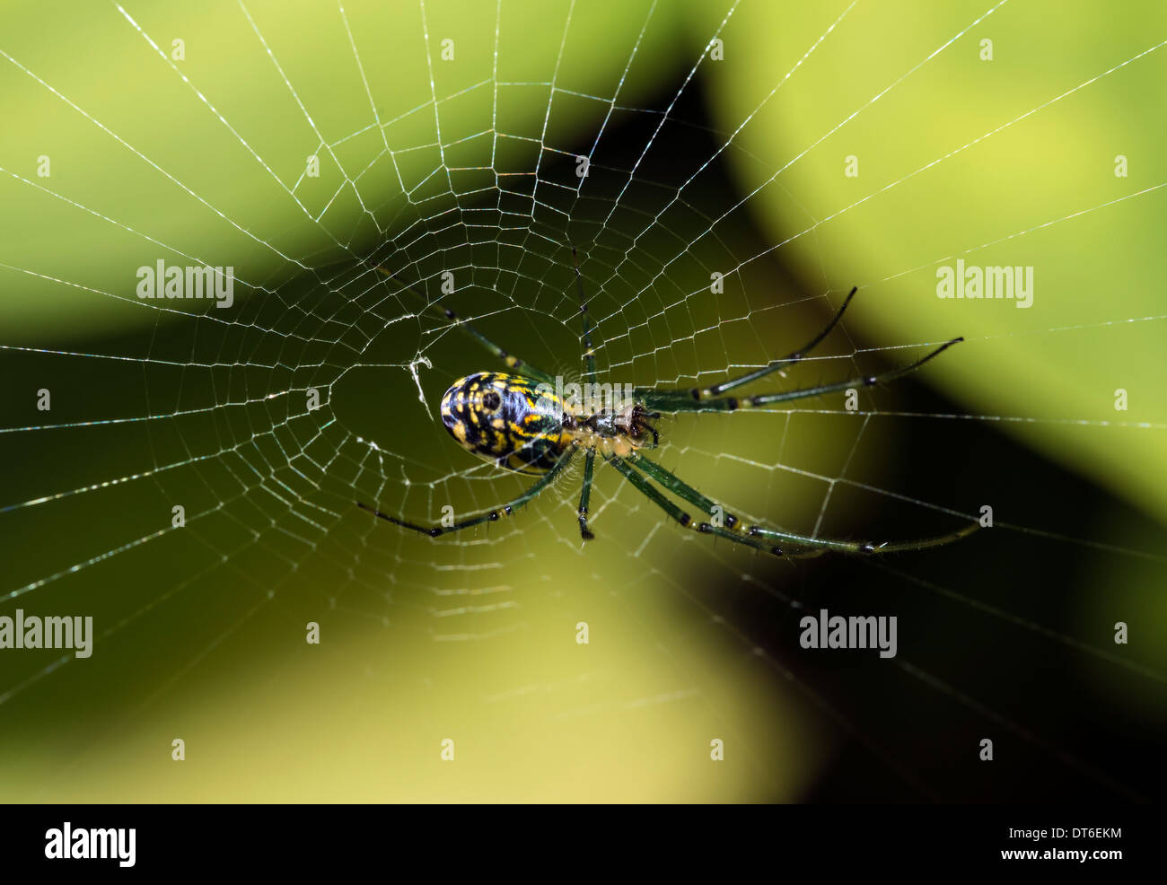 Obstgarten-Spinne (Leucauge Venusta) ist eine lange jawed Orbweaver Spinne, die vom südlichen Kanada nach Kolumbien auftritt Stockfoto