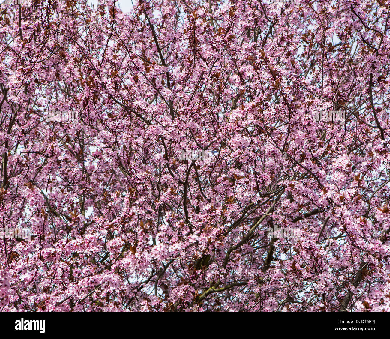 Ornamentale Pflaumenbaum blühen. Leuchtend rosa Blüten und Blumen auf den Zweigen. Frühling in Seattle Stockfoto
