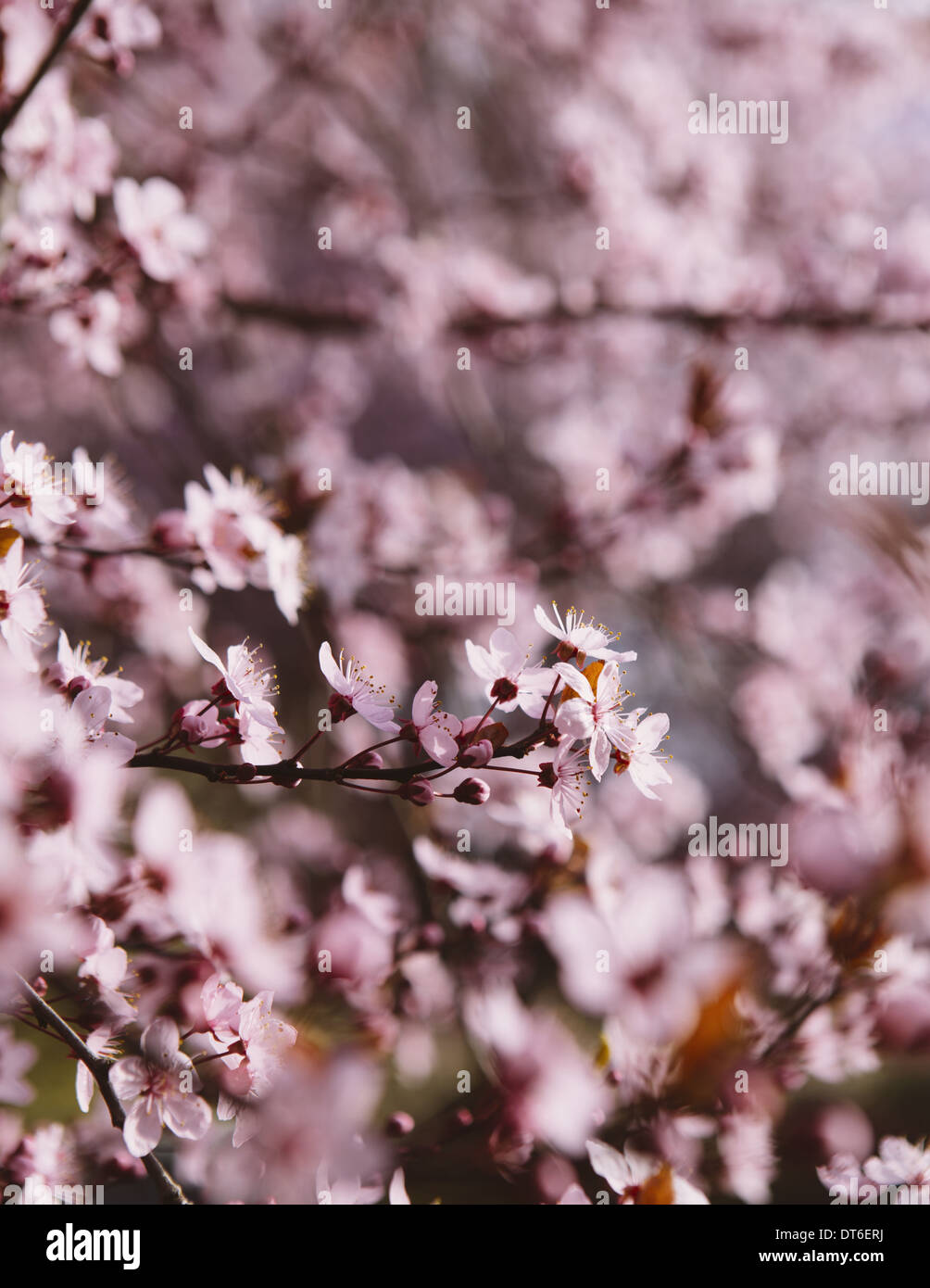 Ornamentale Pflaumenbaum blühen. Rosa Blüten an den Zweigen. Frühling in Seattle Stockfoto