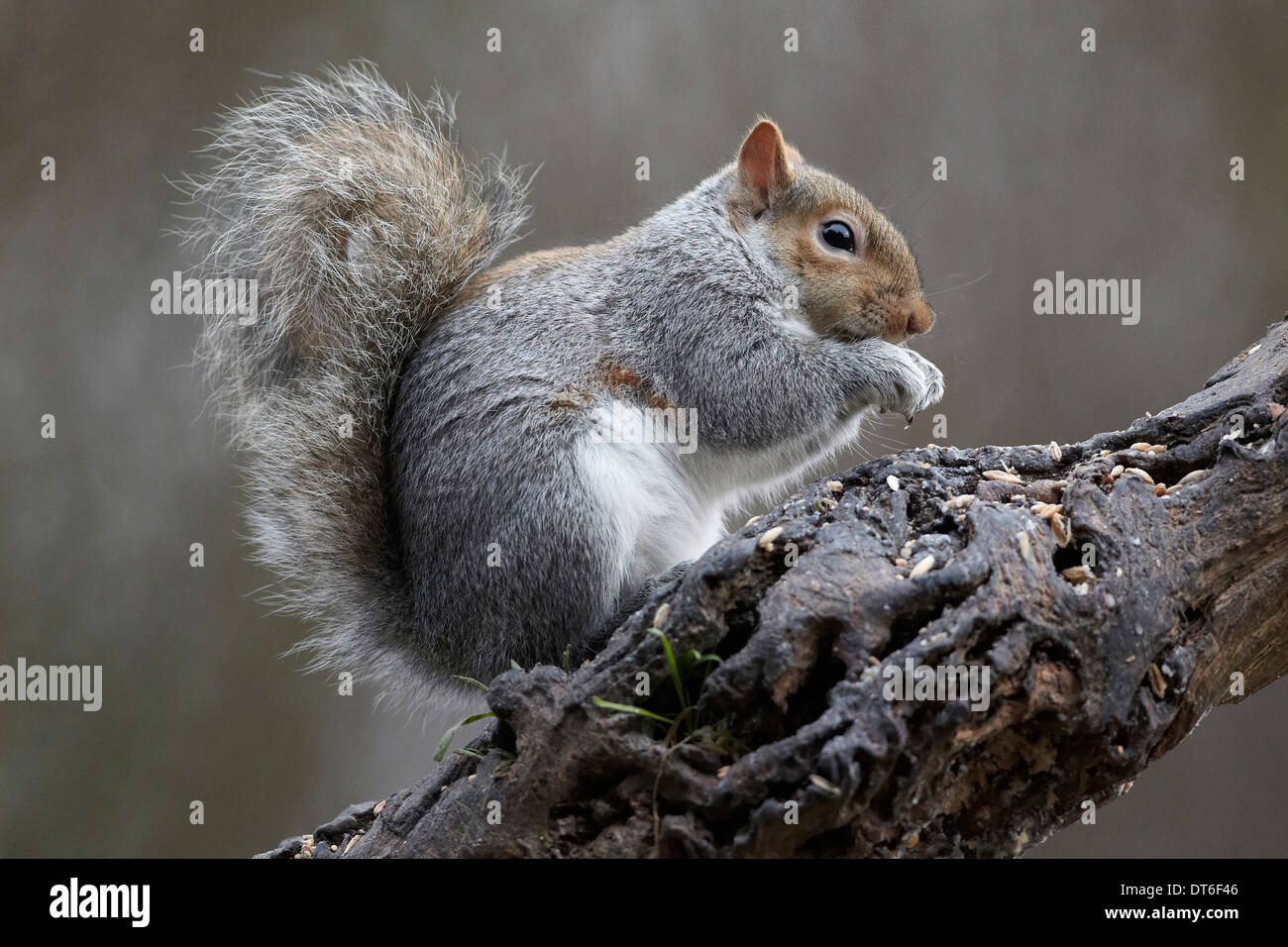 Graue Eichhörnchen, Sciurus Carolinensis, UK niedlich Stockfoto