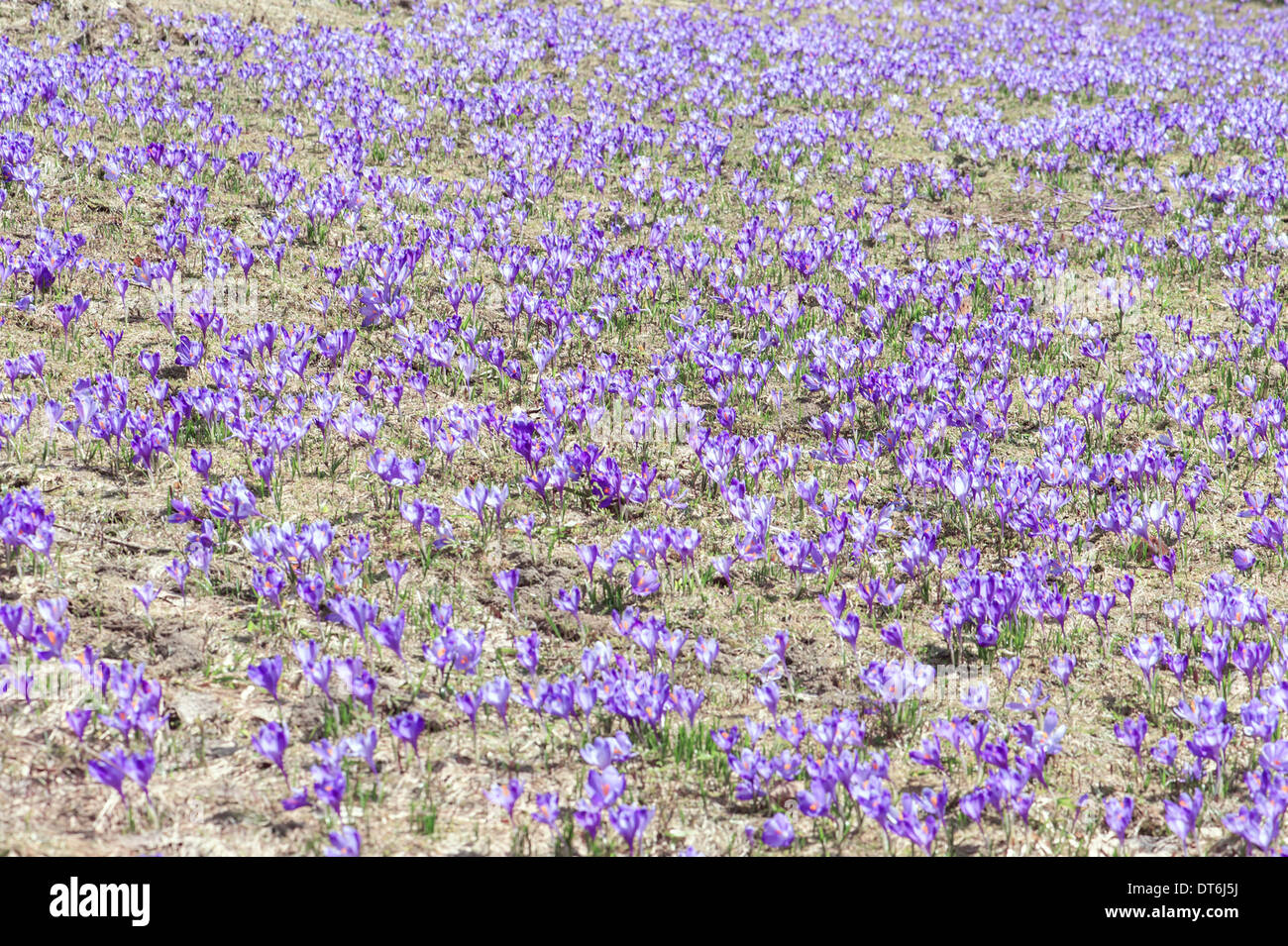 Frühling Blumen Krokus hautnah Stockfoto