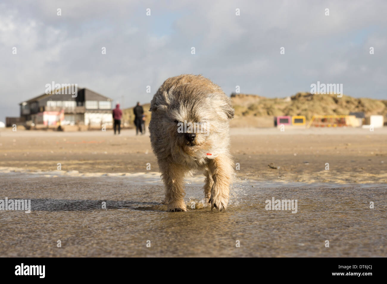 Border Terrier domestizierten Hund Haustier Sandsturm Stockfoto