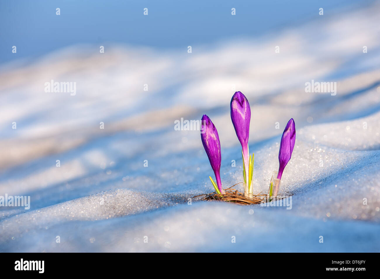 Frühling Blumen Krokus hautnah Stockfoto
