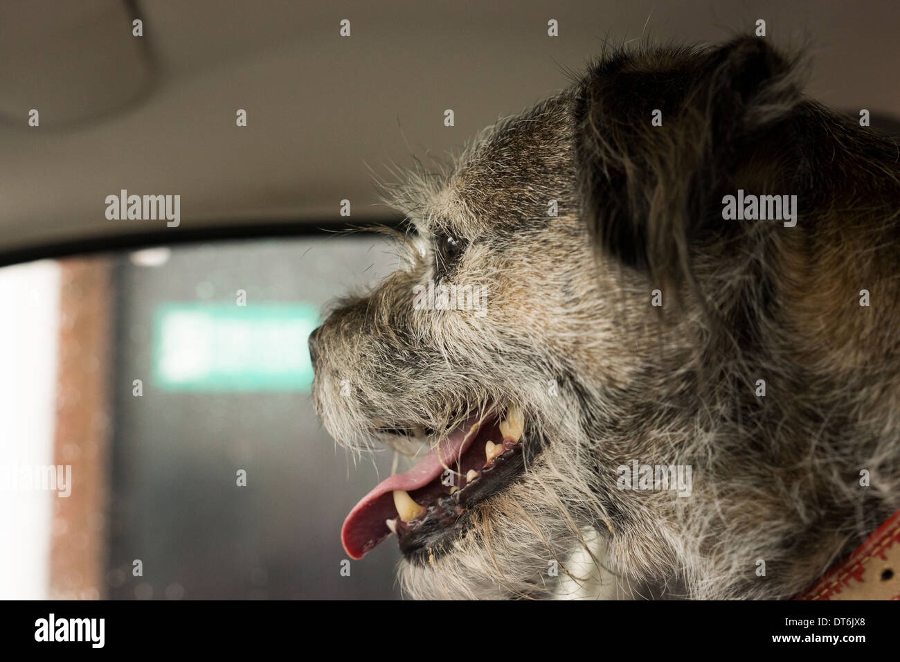 Border Terrier Hund Kopf Zähne Zunge roten Kragen Stockfoto