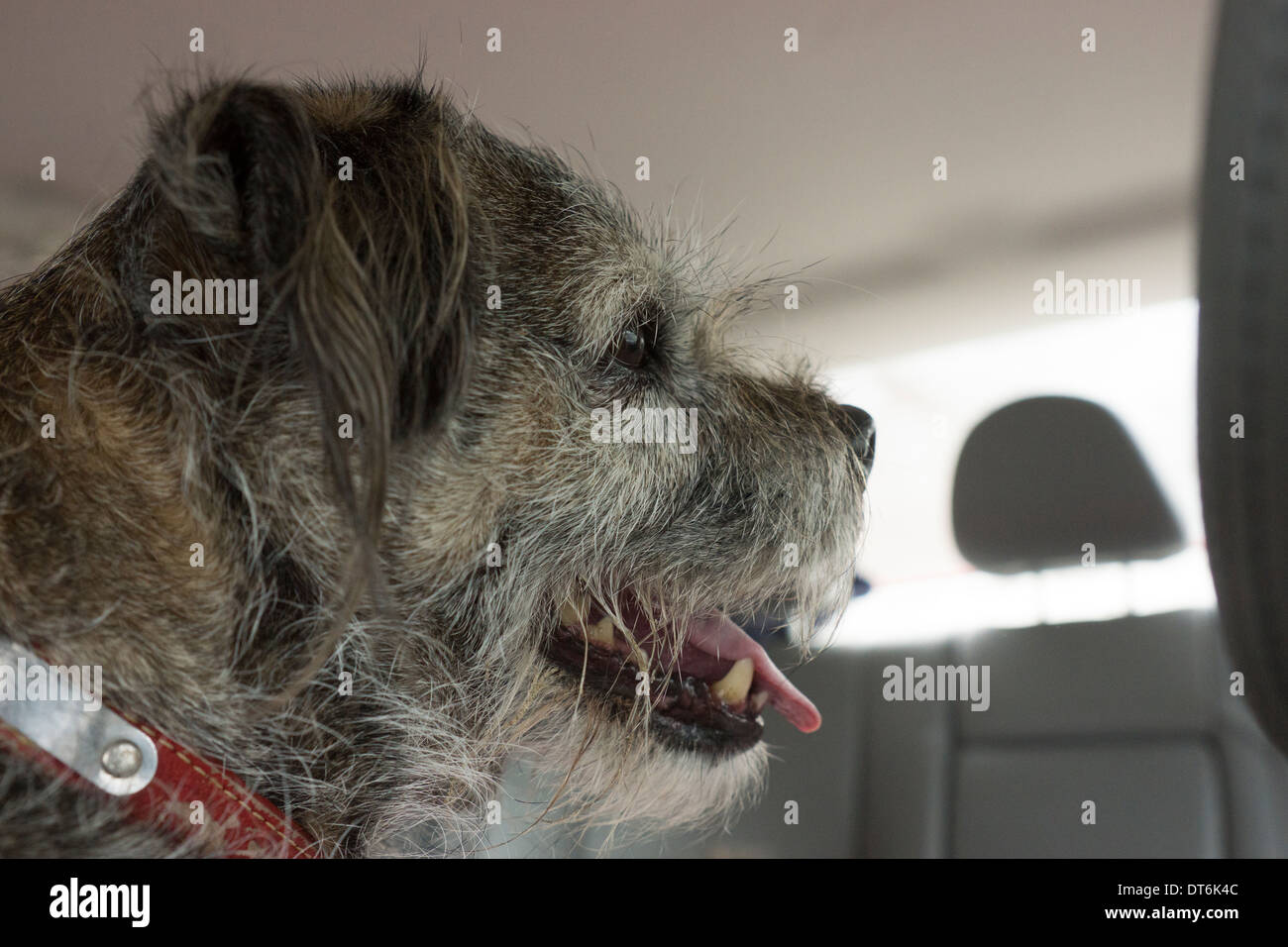 Border Terrier Hund Kopf Zähne Zunge roten Kragen Stockfoto