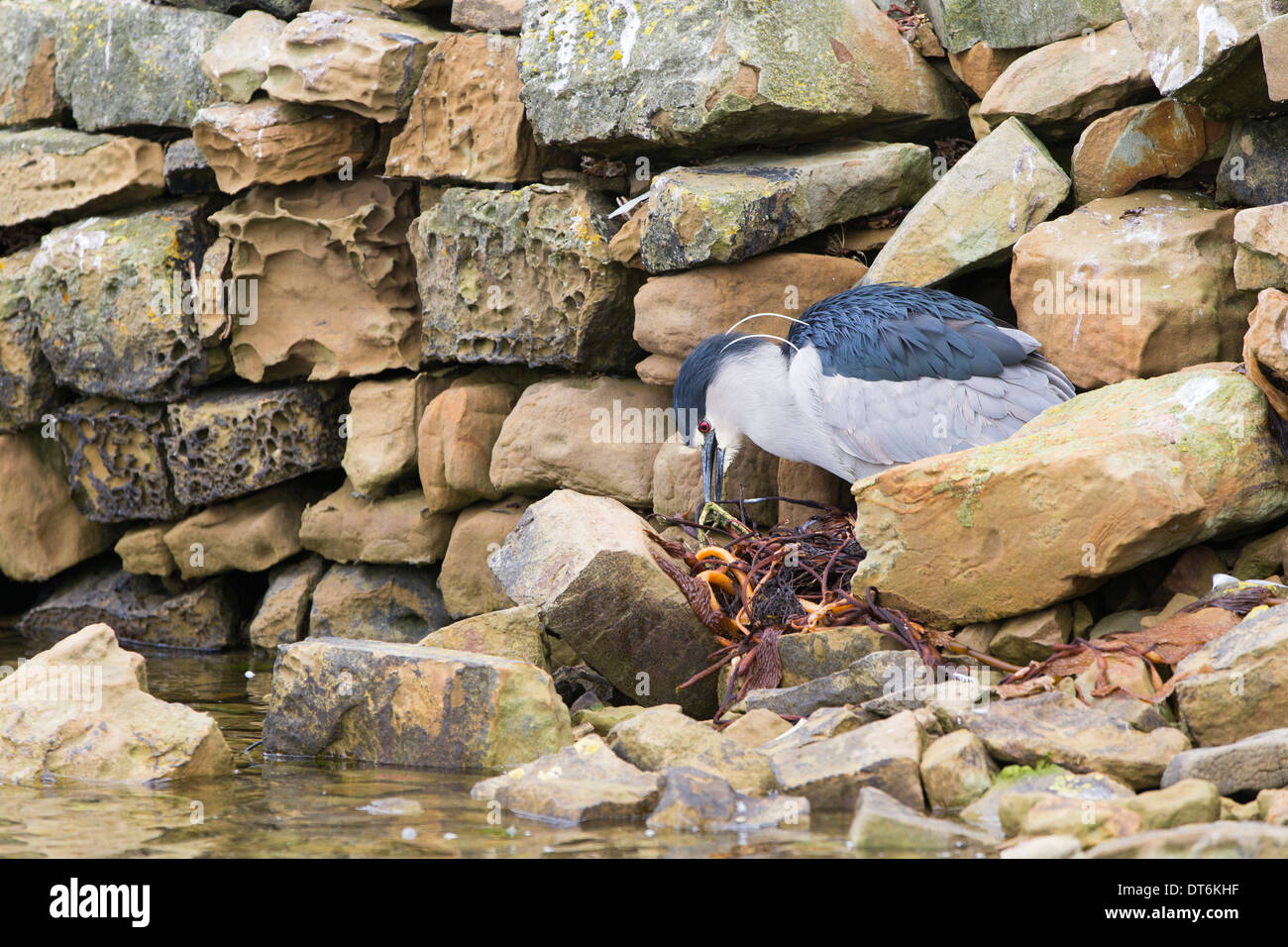 Schwarz-gekrönter Nachtreiher an ihr Nest in einer Wand Stockfoto