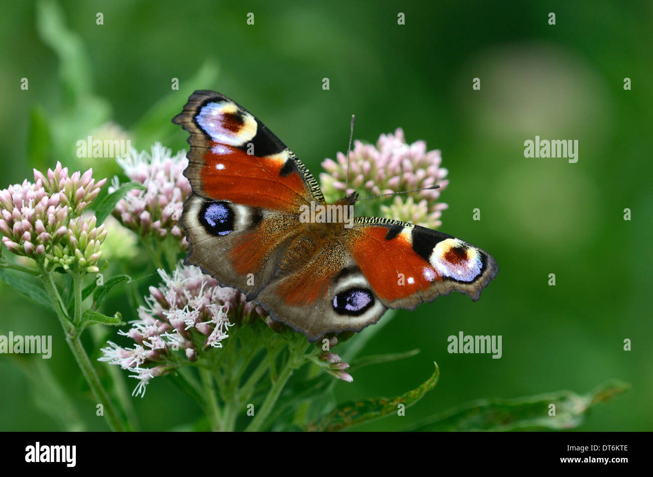 Ein Tagpfauenauge in Ruhe UK Stockfoto