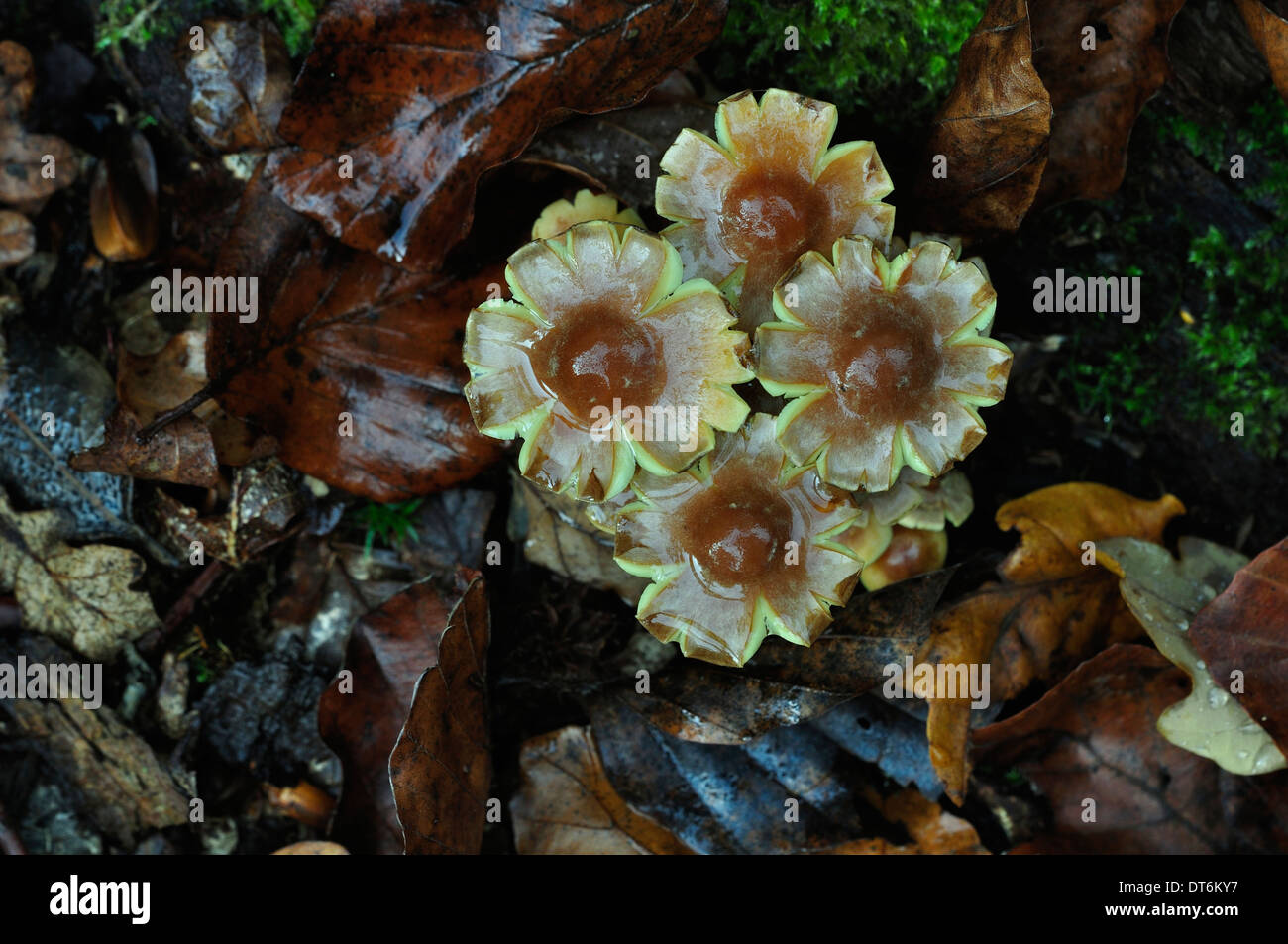 Sulphur Tuft Pilz UK Stockfoto