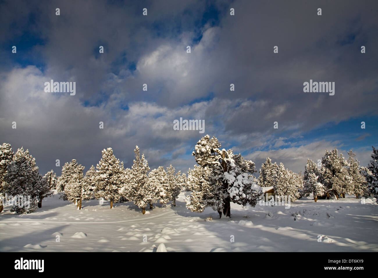 Eine Schneelandschaft in Zentral-Oregon nach einem heftigen Sturm. Stockfoto