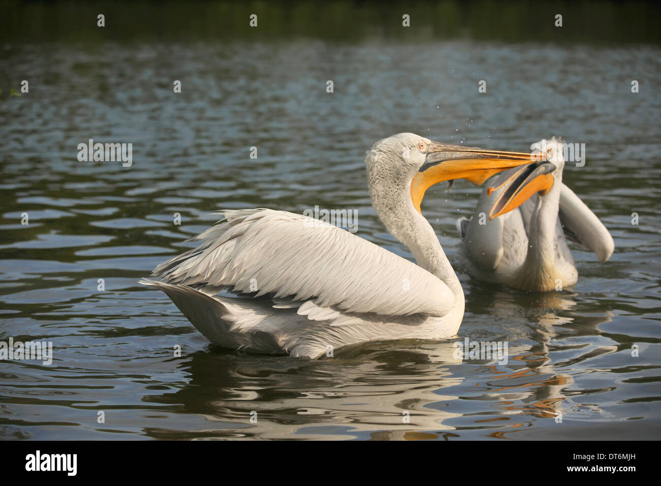 IMG 2052 dalmatinischen Pelecan (Pelicanus Cripus) Essen Fisch 1. jpg Stockfoto