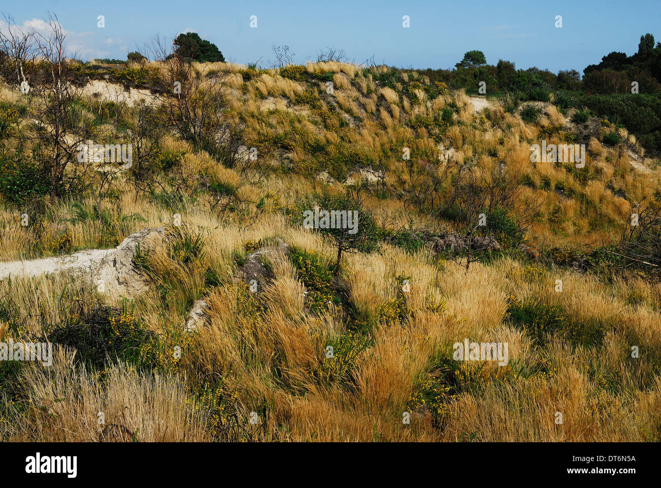 Ein Blick auf die Heide bei Schinken gemeinsame Poole Dorset UK Stockfoto