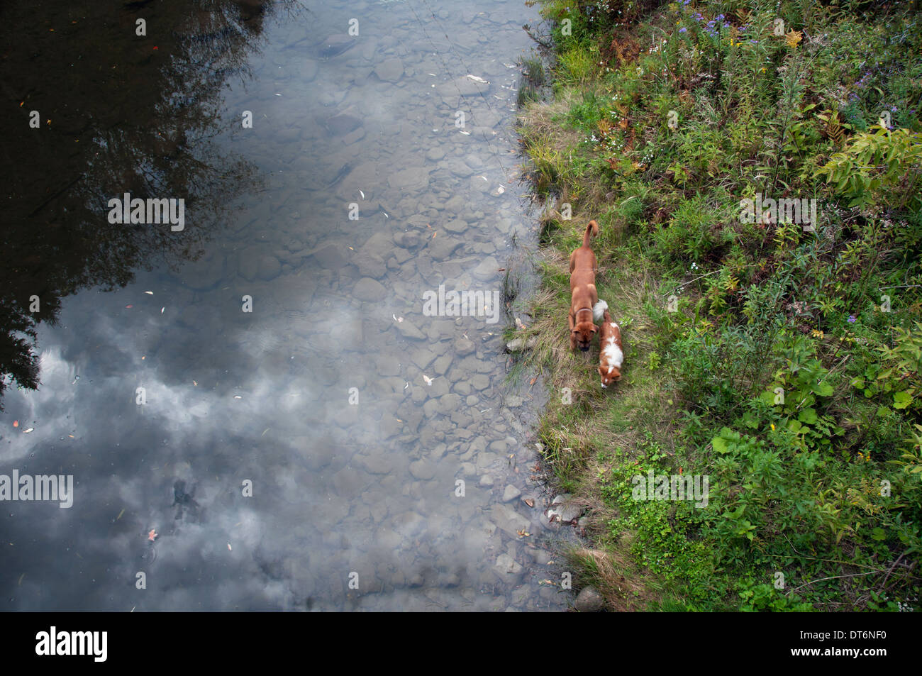 großer Hund Hund wenig 2 Hunde zu Fuß am Ufer Stockfoto
