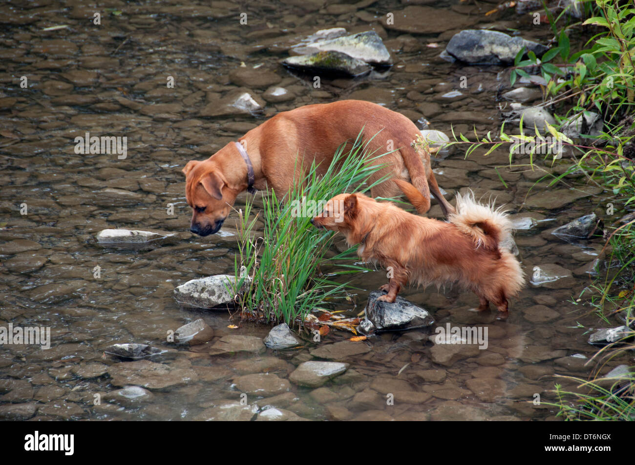 großer Hund Hund wenig 2 Hunde spielen im Fluss creek Stockfoto