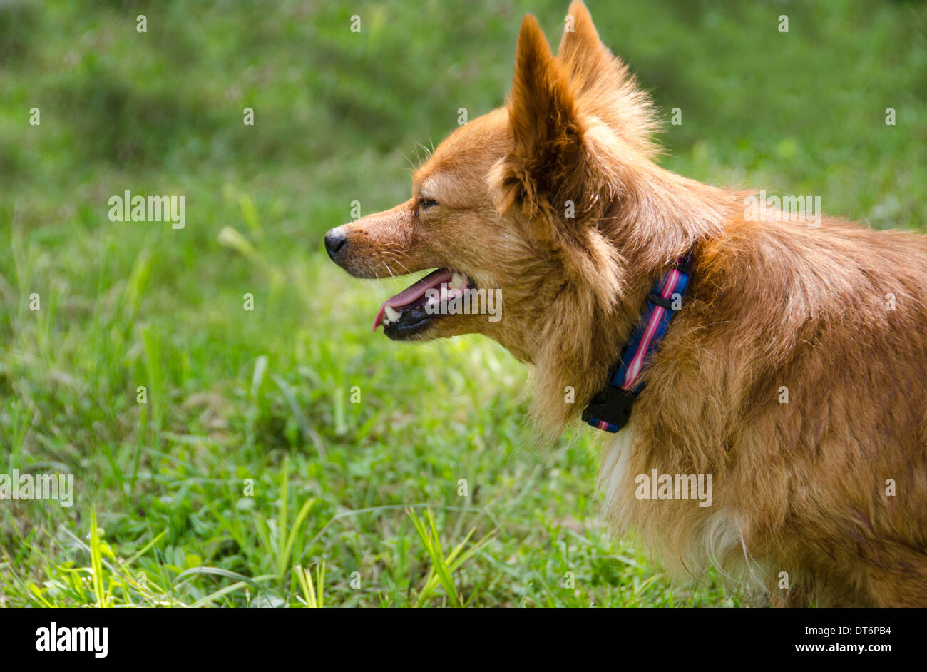 Nahaufnahme der kleine Terrier Hund Stockfoto