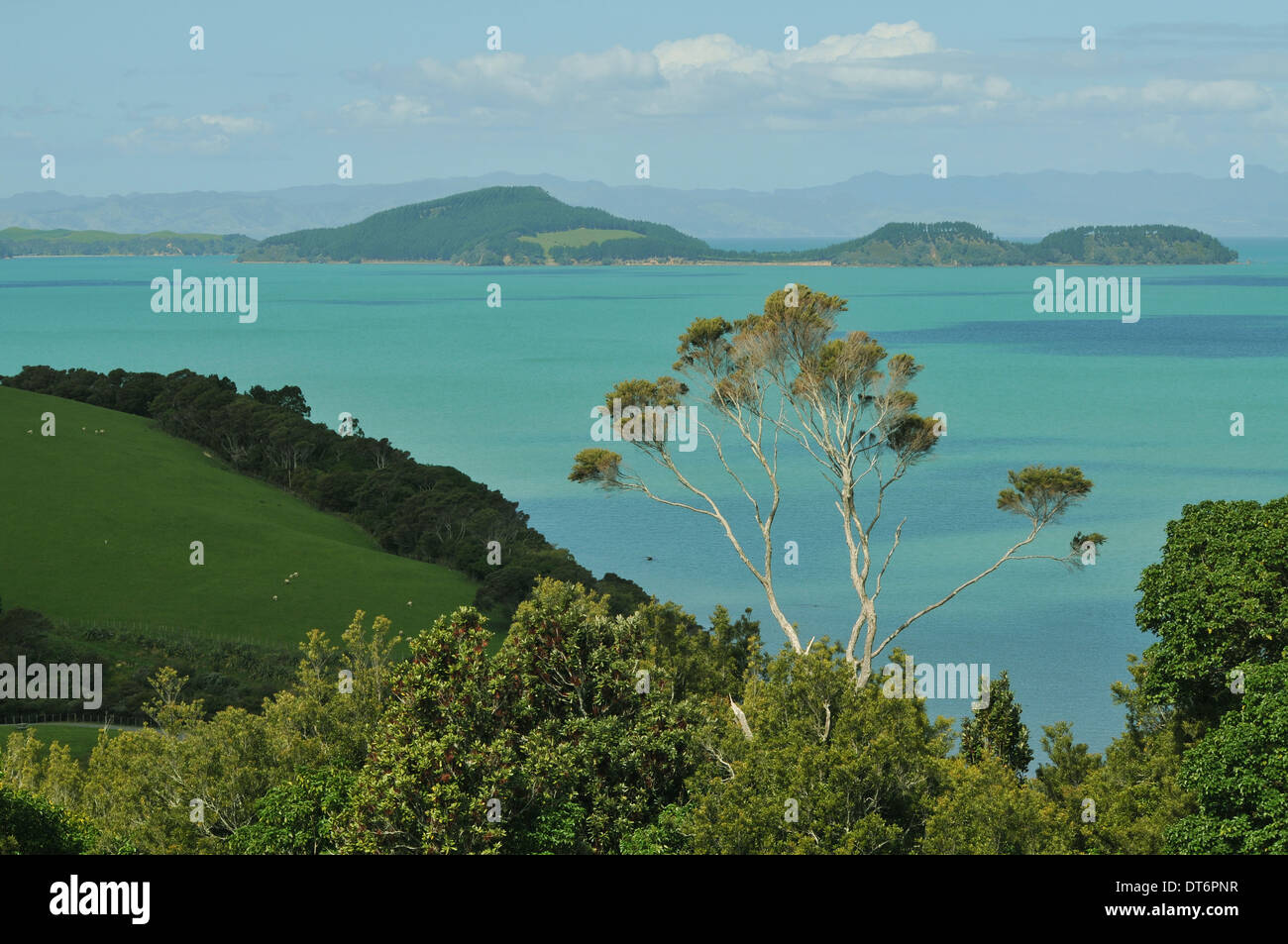 Hauraki Gulf View von Duder Regional Park in der Nähe von Auckland, Neuseeland Stockfoto