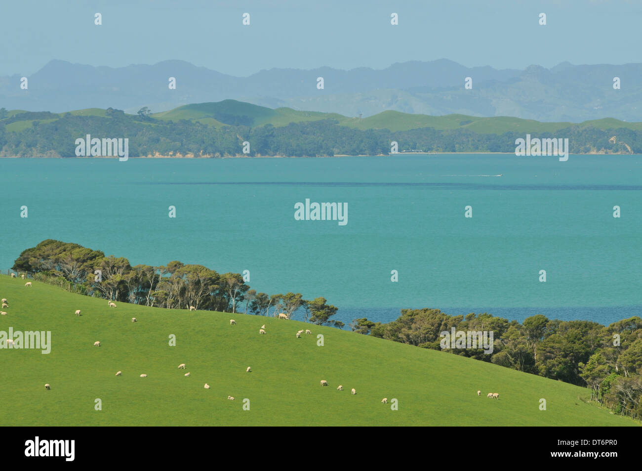 Hauraki Gulf View von Duder Regional Park in der Nähe von Auckland, Neuseeland Stockfoto