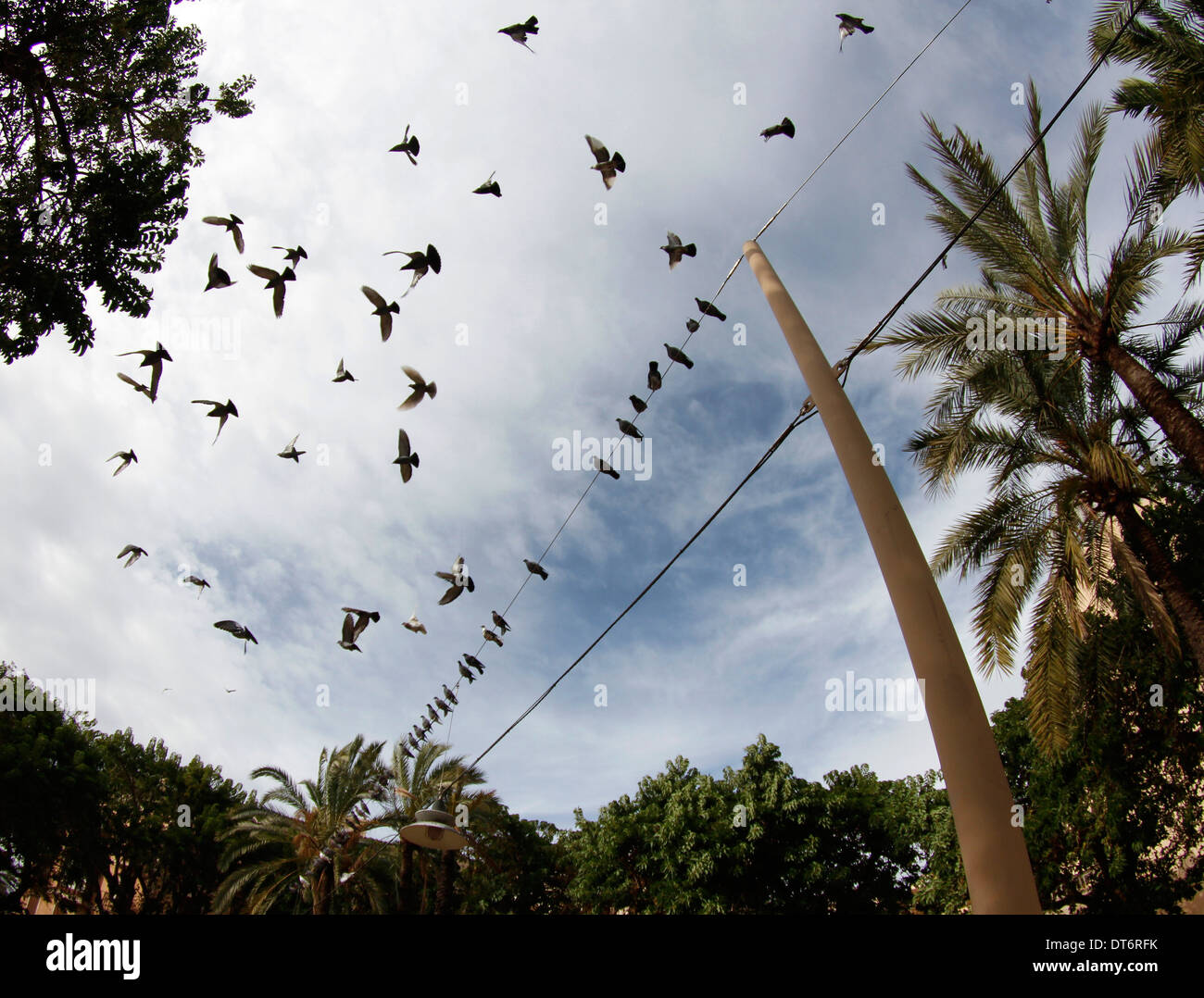 Tauben, stehend auf einem Kabel auf der Insel Mallorca, Spanien Stockfoto