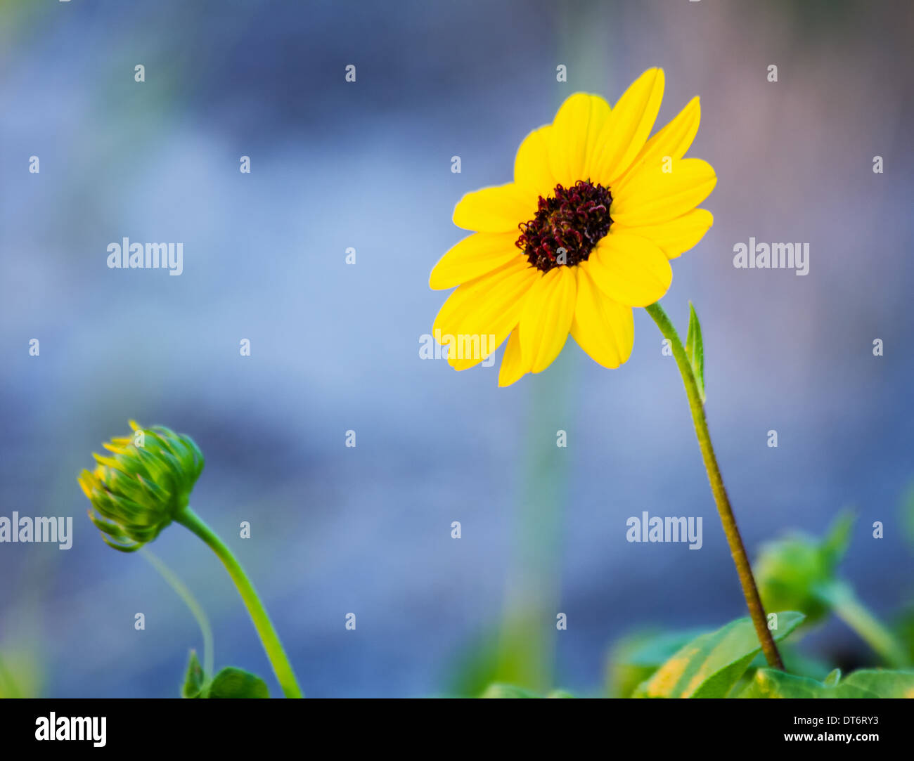 Düne Sonnenblume (Helianthus Debilis) Stockfoto