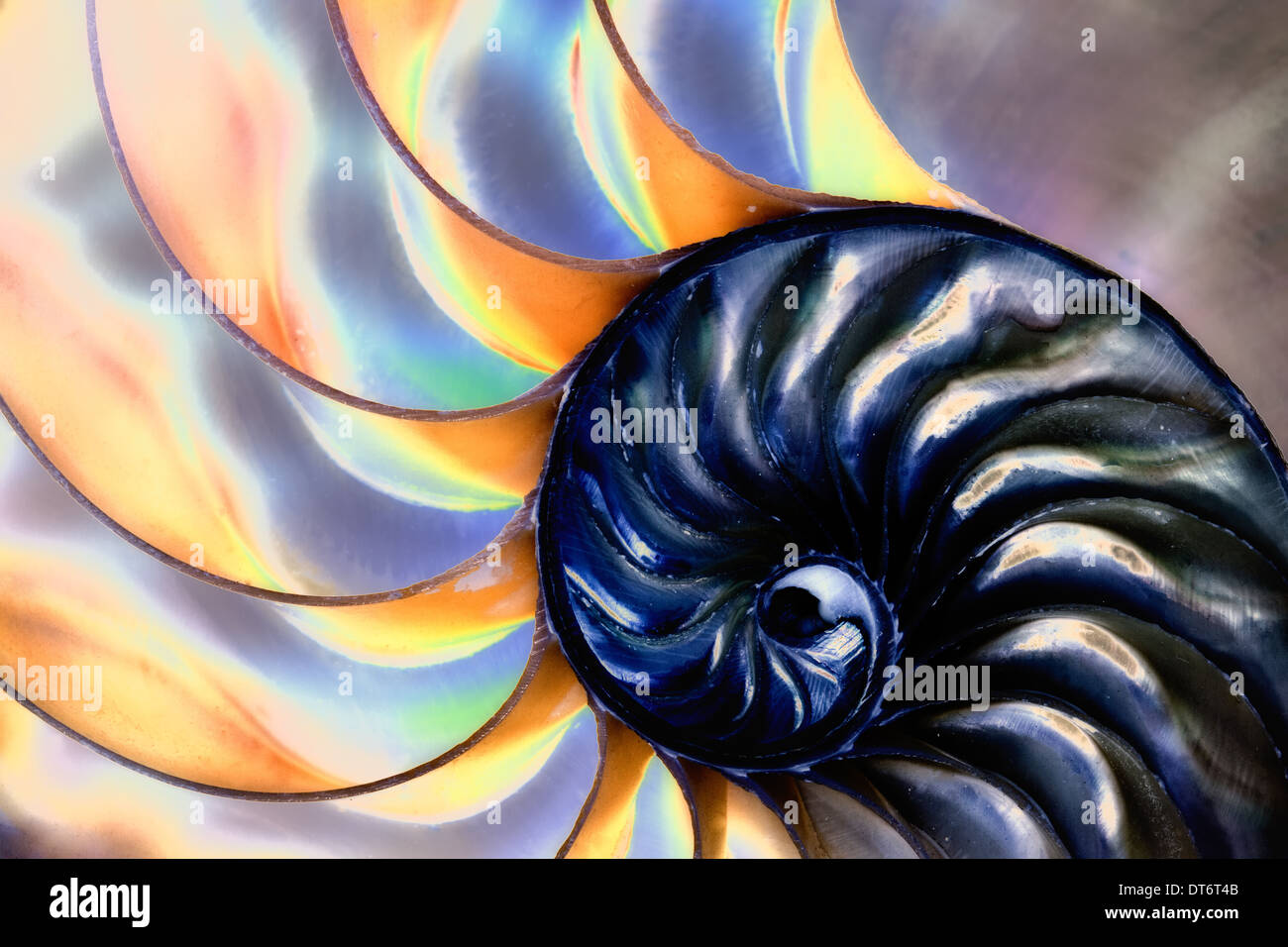 Das Wunder der Natur in einer Meeresschnecke erfasst. Stockfoto