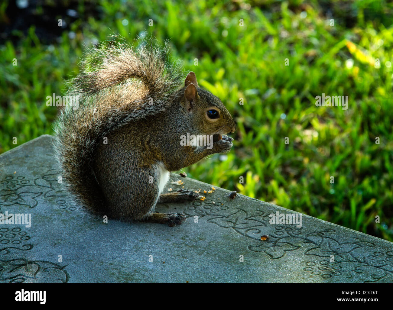 Eine östliche graue Eichhörnchen (Sciurus Carolinensis) sitzen auf einer Bank, eine Eichel zu genießen. Stockfoto