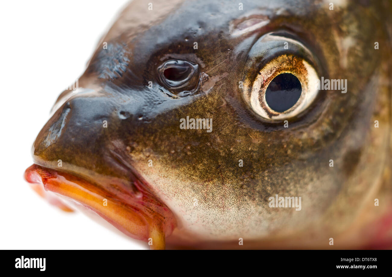 Fisch Kopf Nahaufnahmen isolierten auf weißen Hintergrund Stockfoto