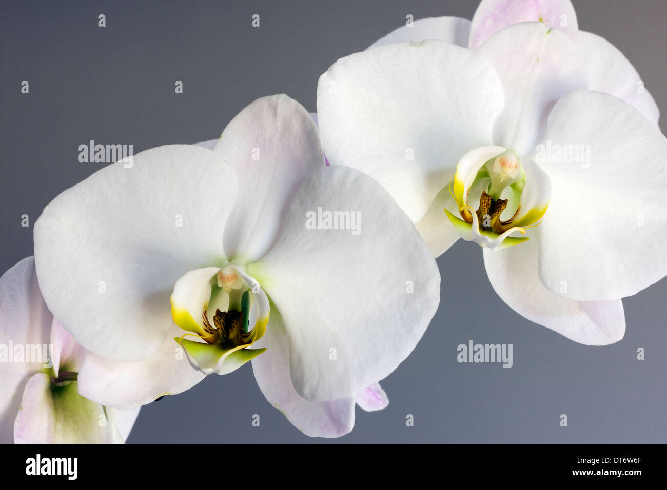 Nahaufnahme Foto von Orchideen blühen. Stockfoto