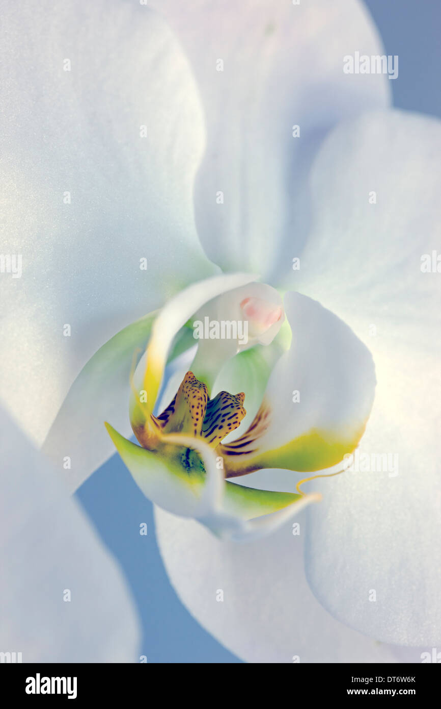 Nahaufnahme Foto von Orchideen blühen. Stockfoto