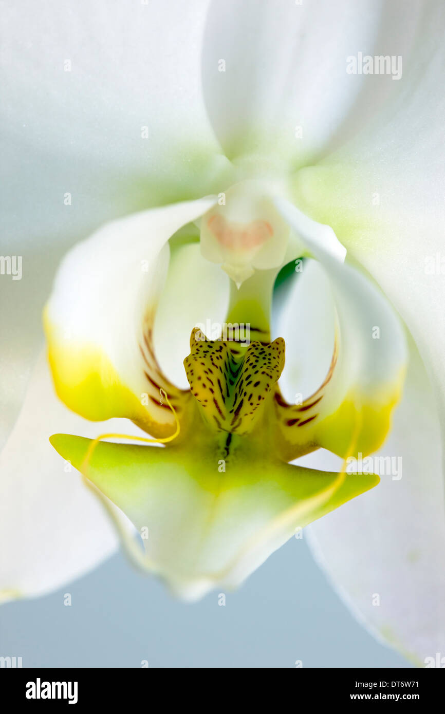 Nahaufnahme Foto von Orchideen blühen. Stockfoto