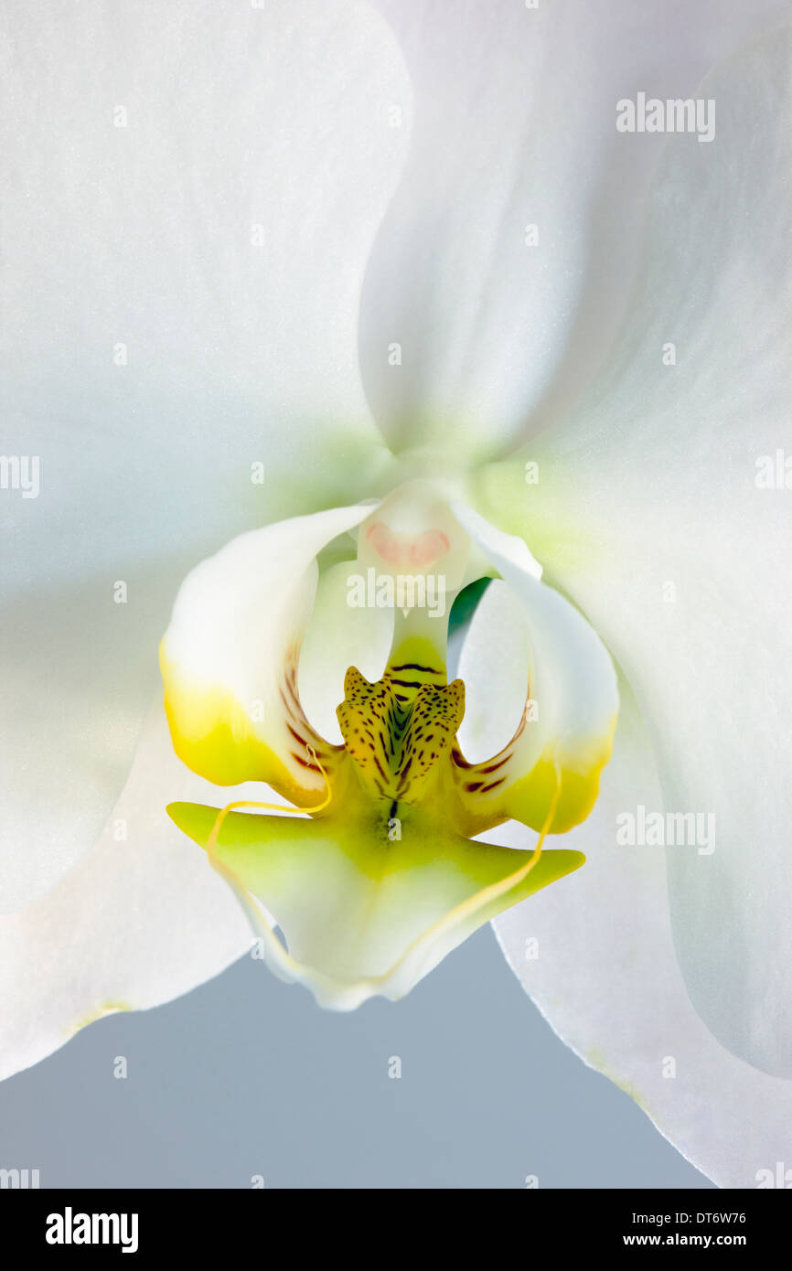 Nahaufnahme Foto von Orchideen blühen. Stockfoto