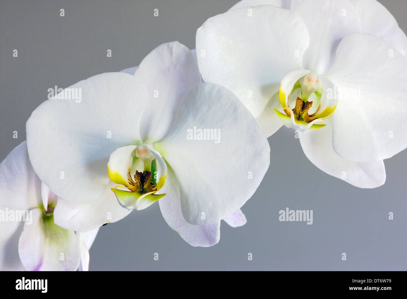 Nahaufnahme Foto von Orchideen blühen. Stockfoto