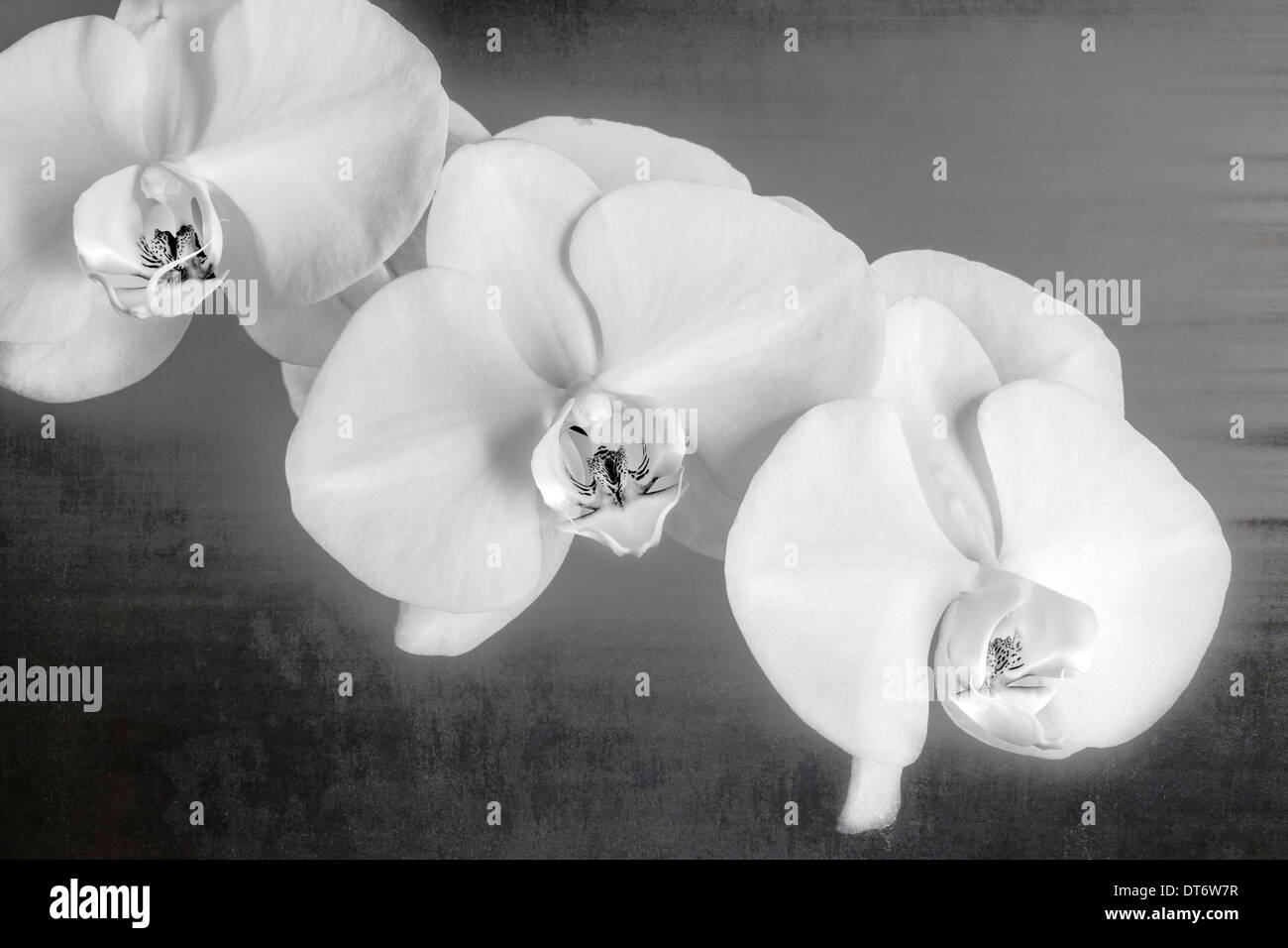 Schwarz & White Nahaufnahme Foto von Orchideen blühen. Stockfoto