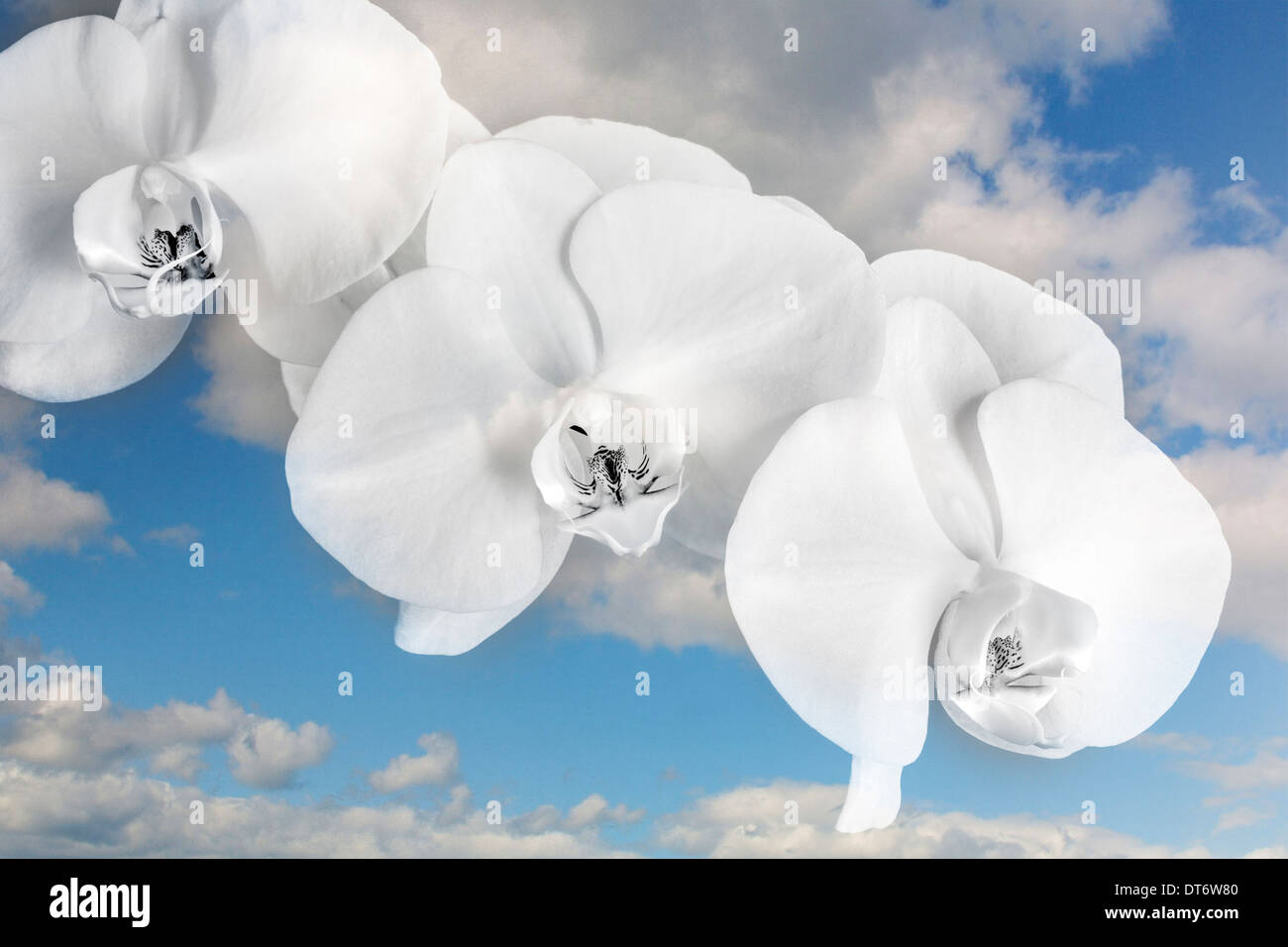 Orchidee blüht gegen einen verträumten Himmel Stockfoto