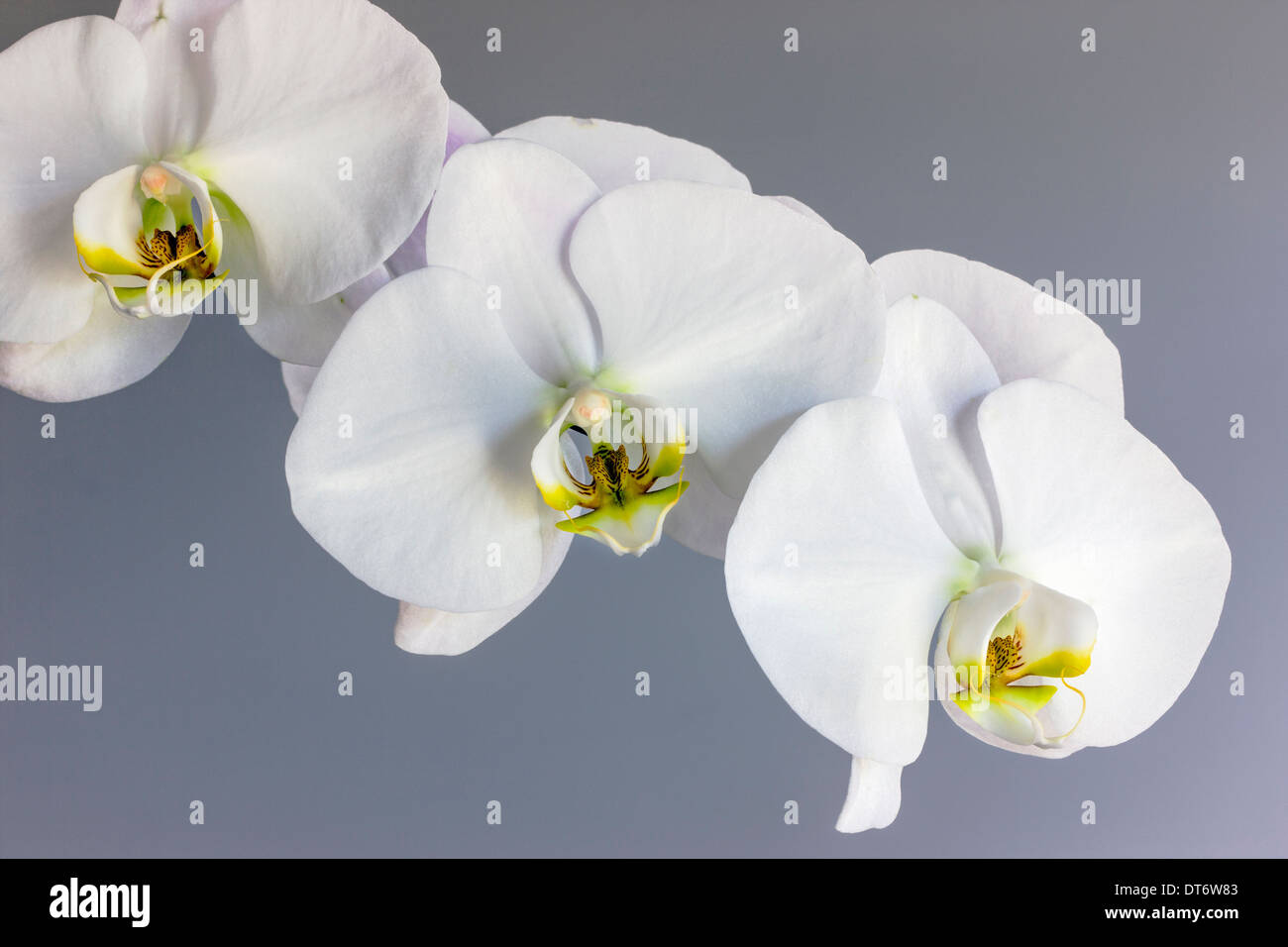 Nahaufnahme Foto von Orchideen blühen. Stockfoto