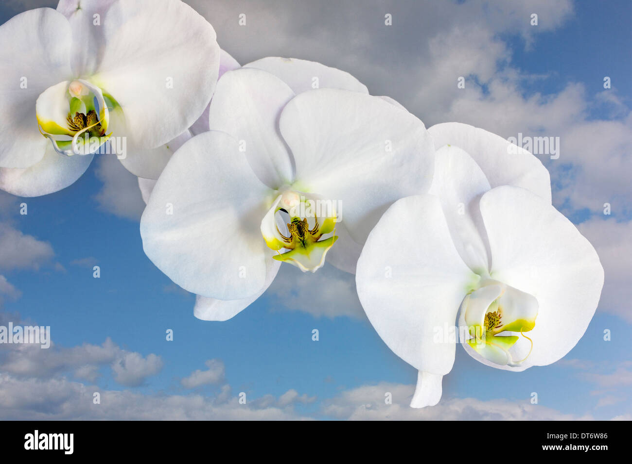 Orchidee blüht gegen einen verträumten Himmel Stockfoto